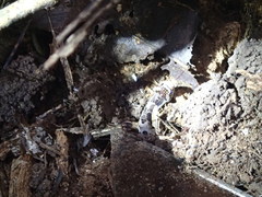 Xenodon rabdocephalus