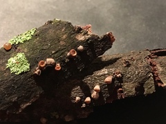 Porodisculus pendulus