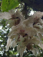Stanhopea