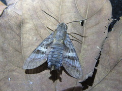 Macroglossum errans