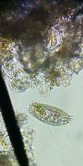Colepidae
