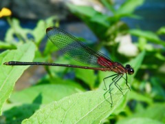 Hetaerina cruentata