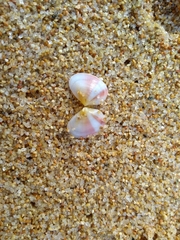 Tellinoidea