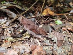 Colpolopha latipennis