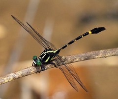 Macrogomphus albardae