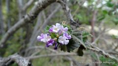 Lantana velutina