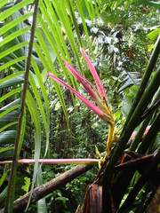 Heliconia aemygdiana