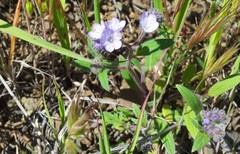 Phacelia breweri