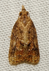 Platynota flavedana