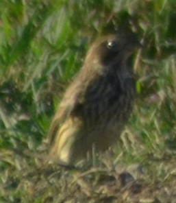 Corn Bunting