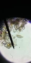 Colepidae