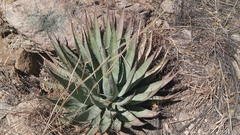 Agave palmeri