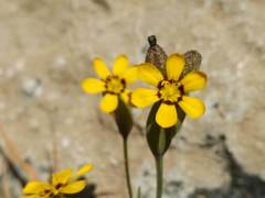 Sisyrinchium graminifolium