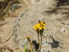Sisyrinchium graminifolium