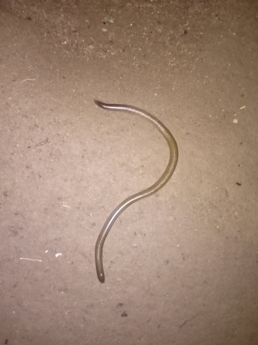 Gray's Earth Snake