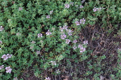 Serpyllum