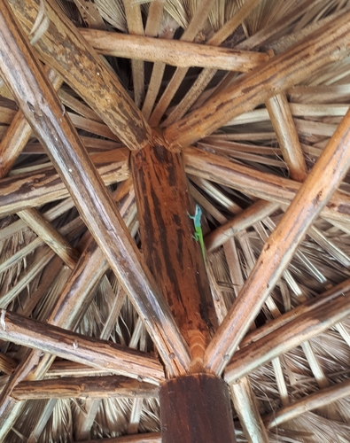 Allison's Anole