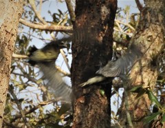 Sphyrapicus varius image