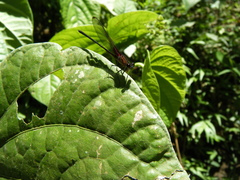 Hetaerina cruentata