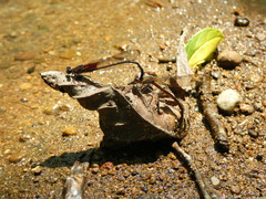 Hetaerina cruentata