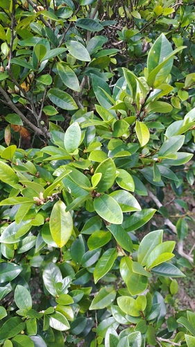 Image of Magnolia figo by (c) CYL, some rights reserved (CC BY)
