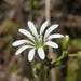 Stellaria chilensis - Photo (c) javichinga, μερικά δικαιώματα διατηρούνται (CC BY-NC), uploaded by javichinga