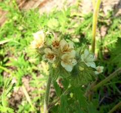 Phacelia cicutaria
