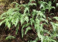 Polypodium glycyrrhiza