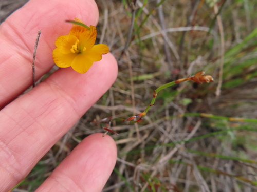 Geissorhiza furva