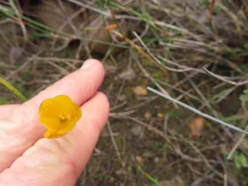 Geissorhiza furva