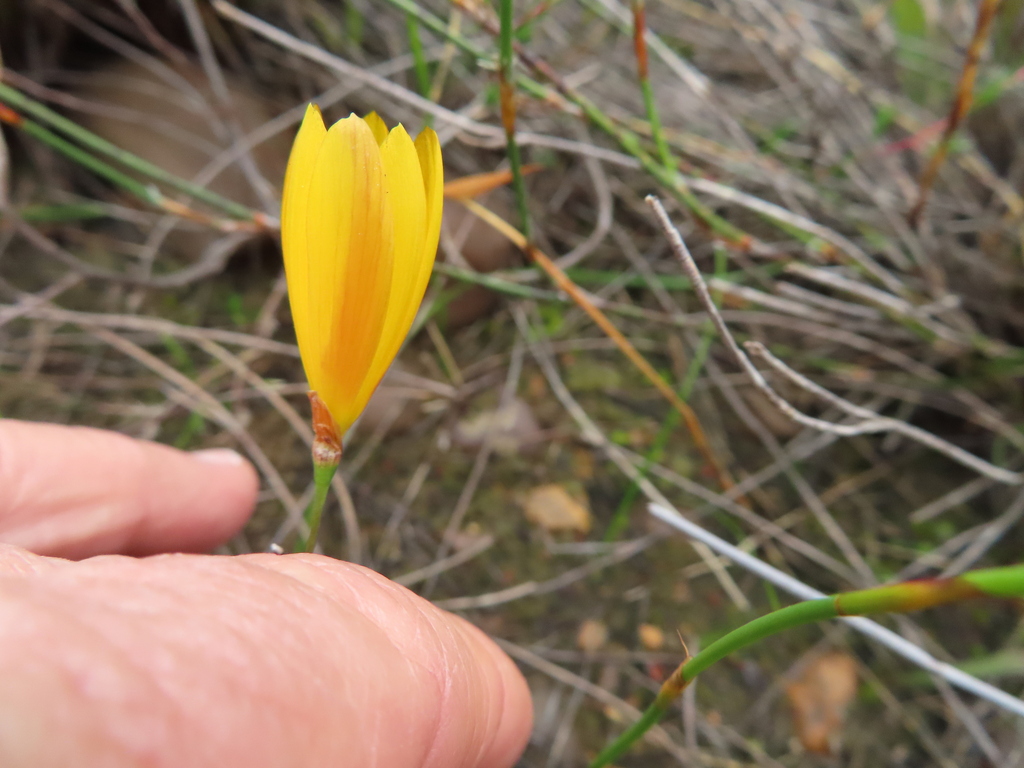 Geissorhiza furva, Elandsberg NR Cape Winelands District Municipality, South Africa