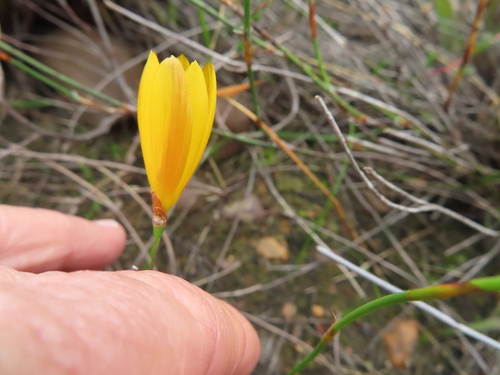 Geissorhiza furva