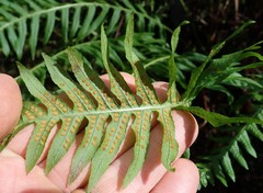 Polypodium glycyrrhiza