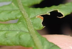 Polypodium glycyrrhiza