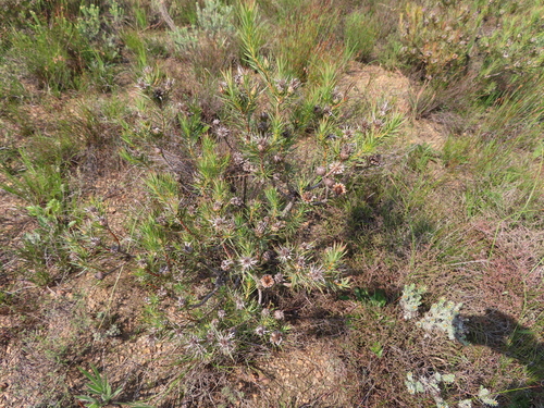 Image of Protea mucronifolia by (c) linkie, some rights reserved (CC BY)