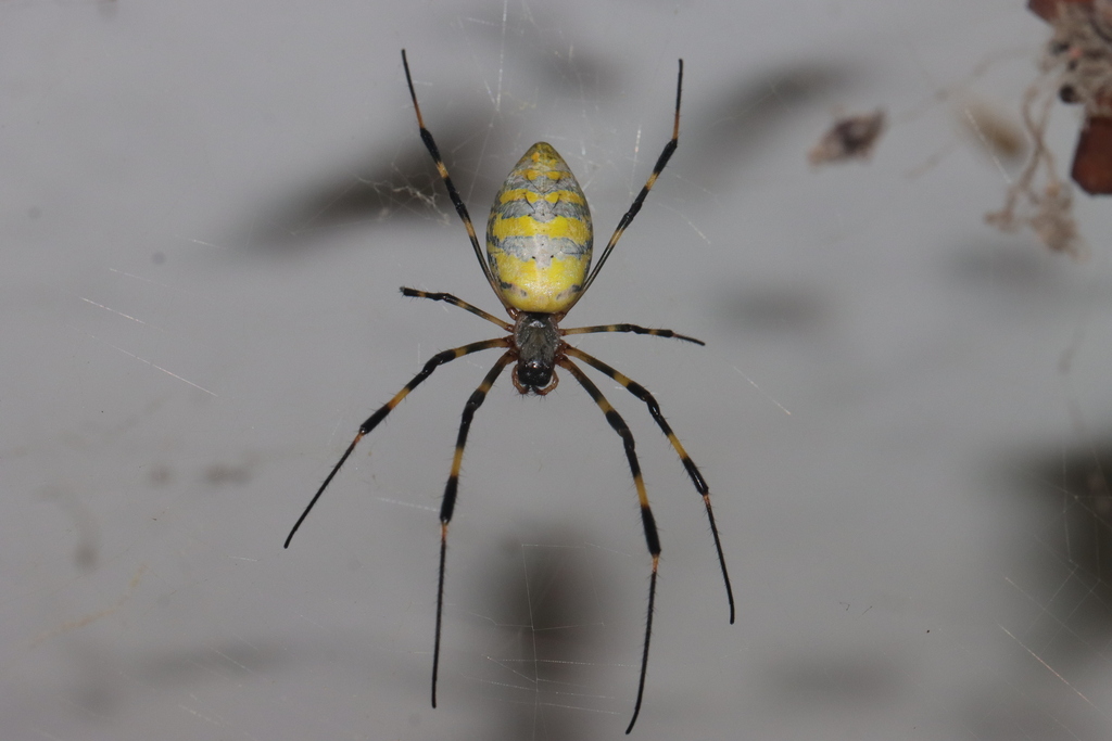 Four new spider species found in Colombia's biodiversity hotspot