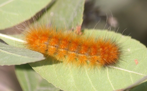 Virginian Tiger Moth, photo 2 of 10