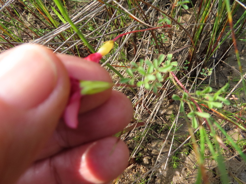 Image of Oxalis goniorhiza by (c) linkie, some rights reserved (CC BY)