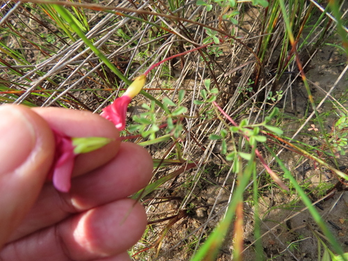 Image of Stilt Sorrel (Oxalis goniorhiza) by (c) linkie, some rights reserved (CC BY)