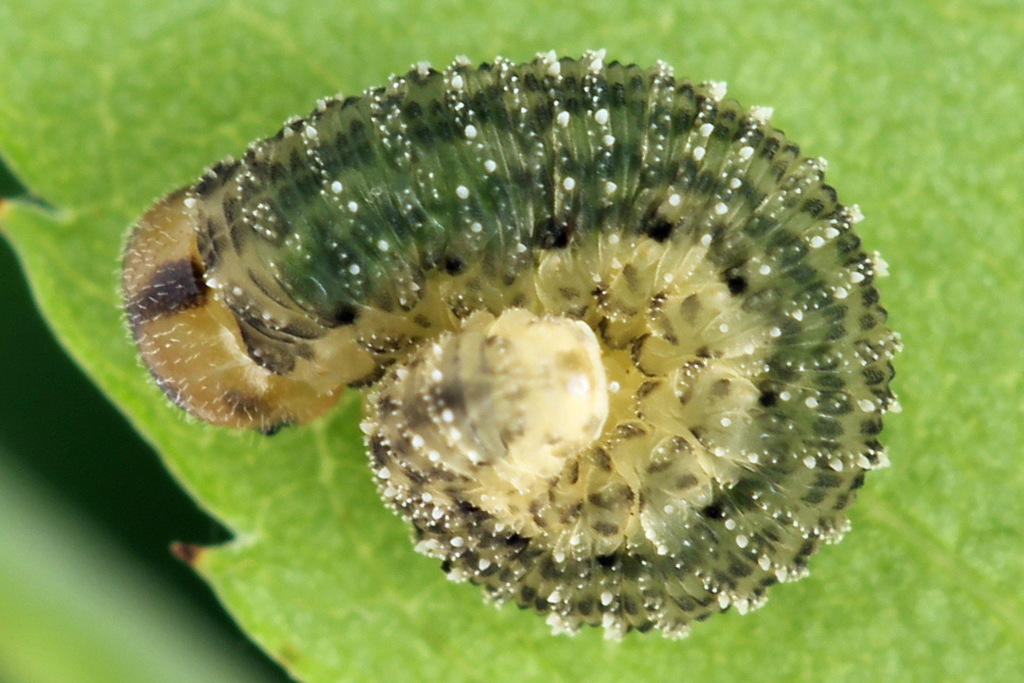 Black Orangeband Sawfly