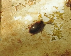 Tropisternus collaris