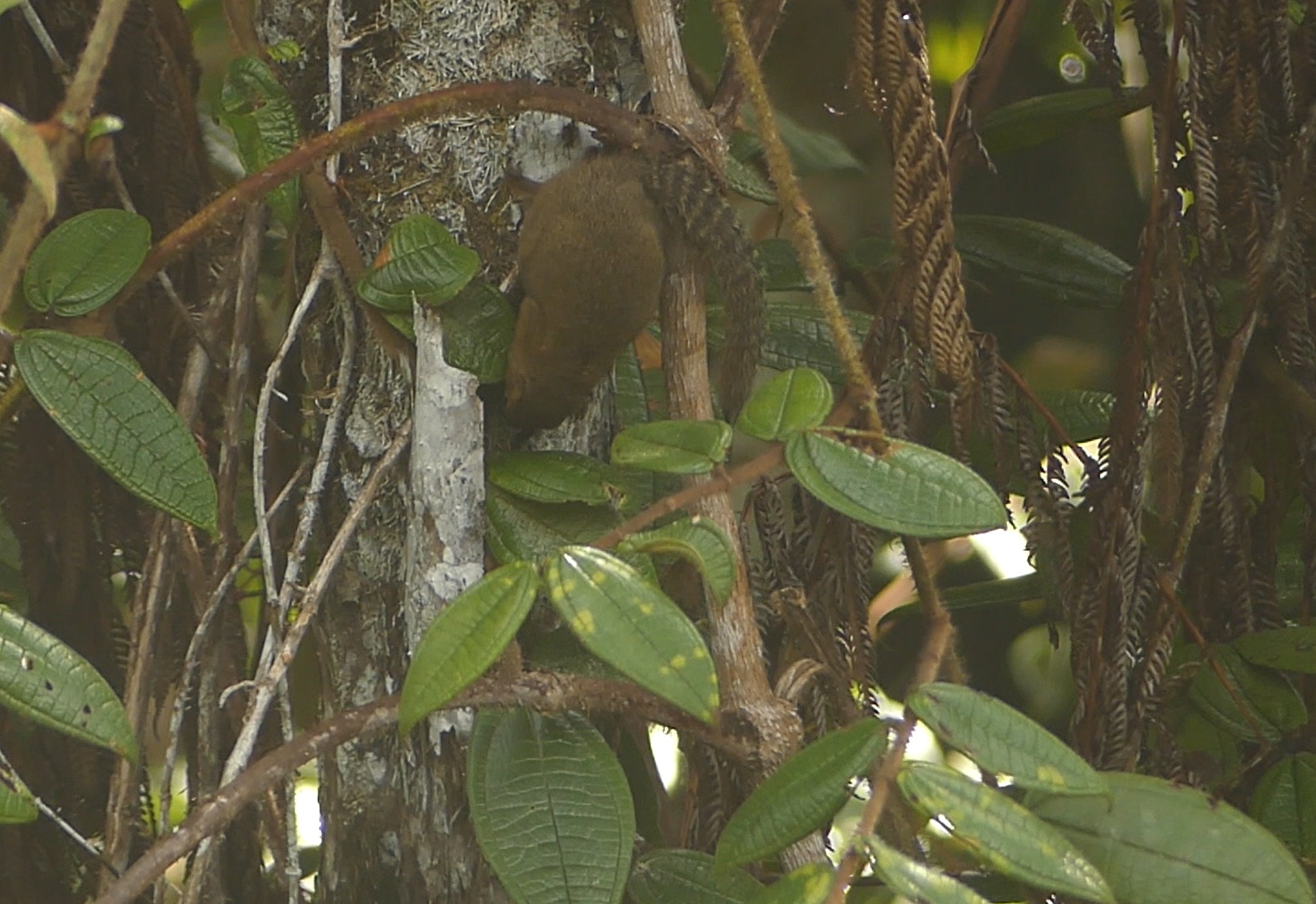 Brooke's Squirrel