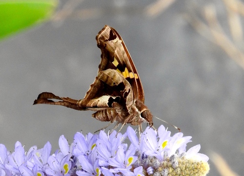 Zilpa Longtail