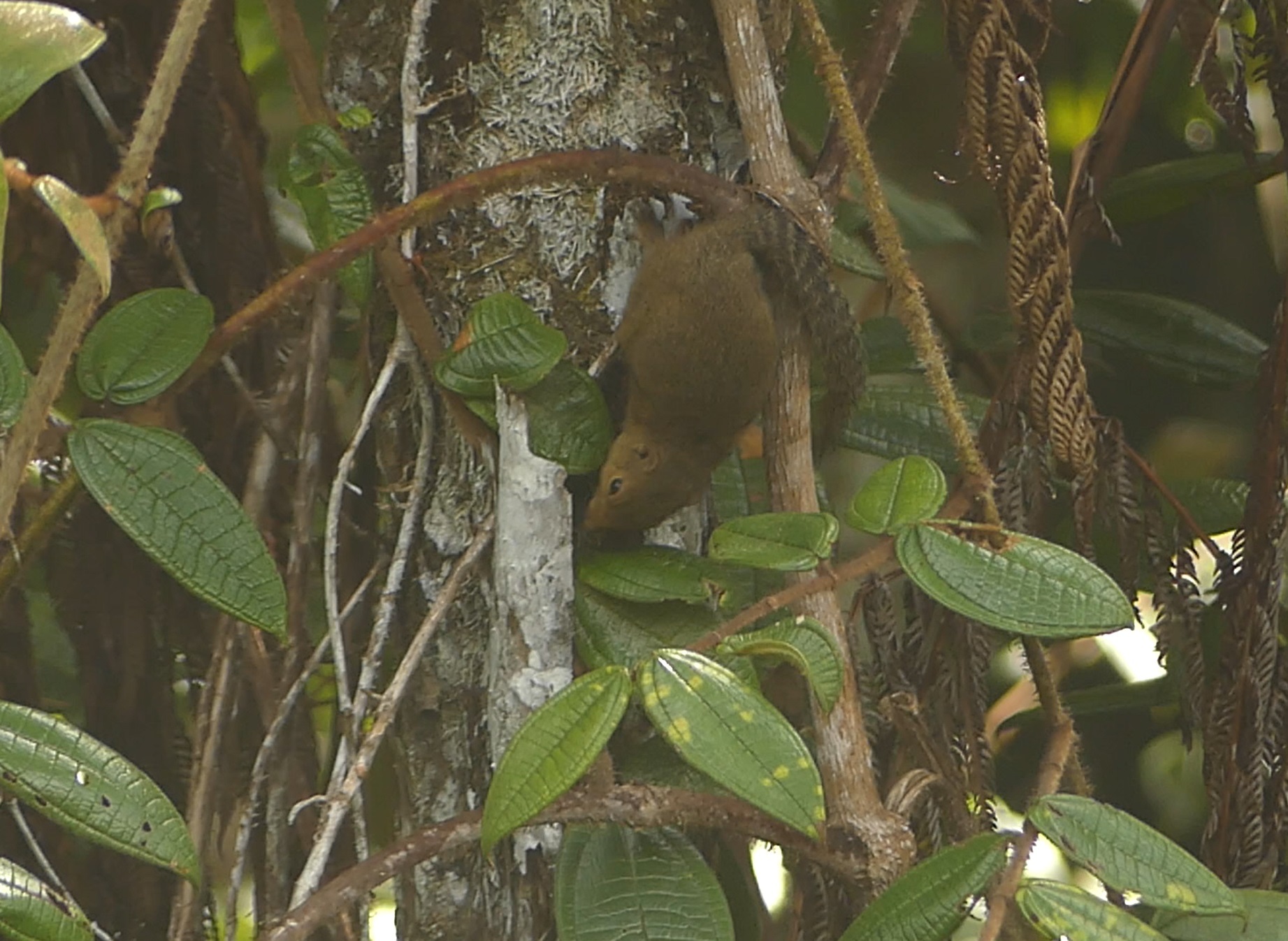 Brooke's Squirrel photo 2