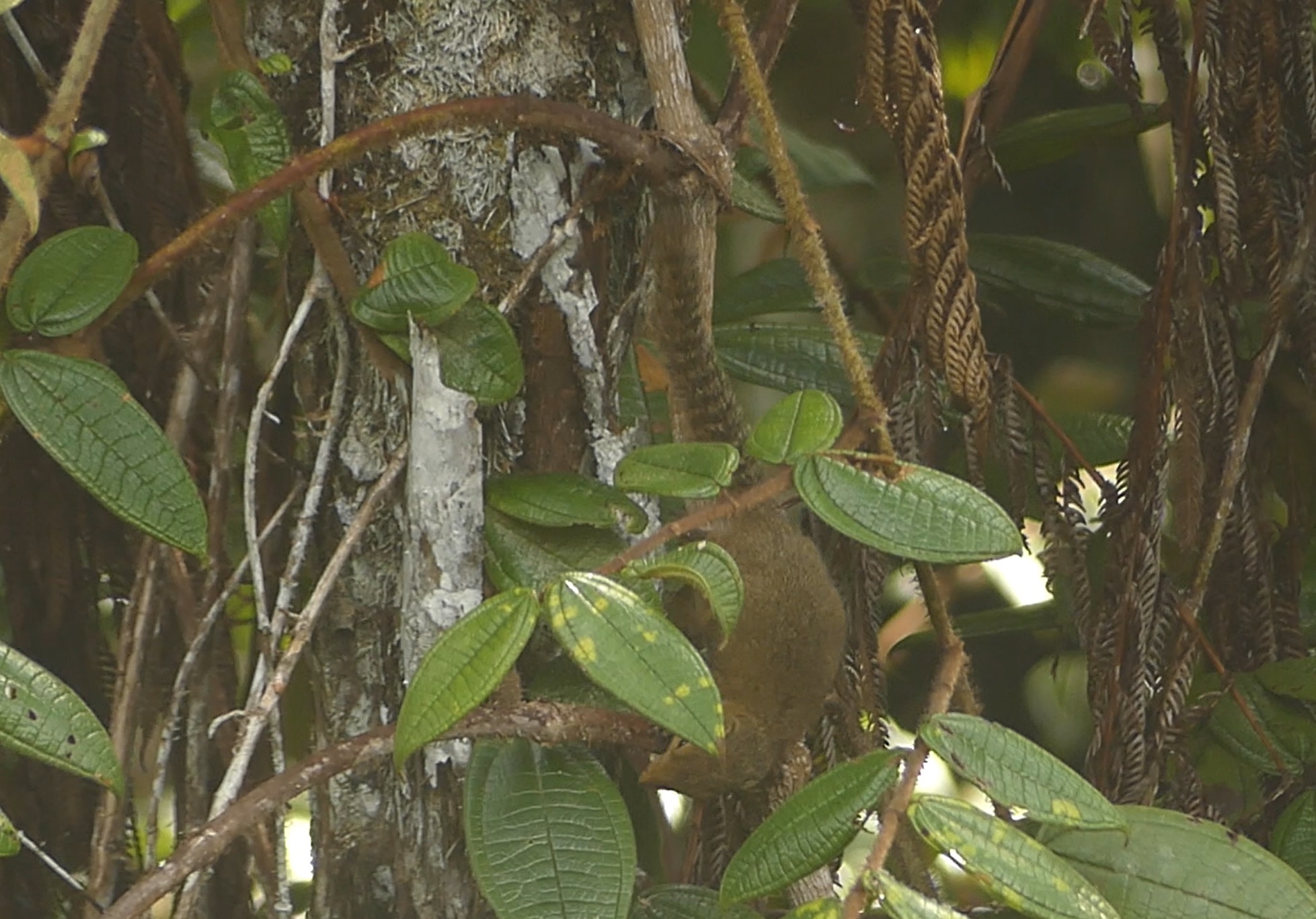 Brooke's Squirrel photo 3