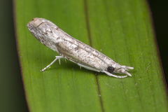 Culladia hastiferalis