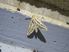 Hyles livornicoides
