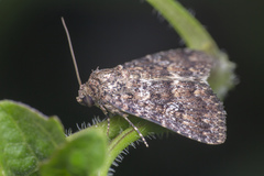 Condica aroana