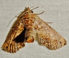 Paectes pygmaea