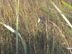 Poodytes punctatus punctatus
